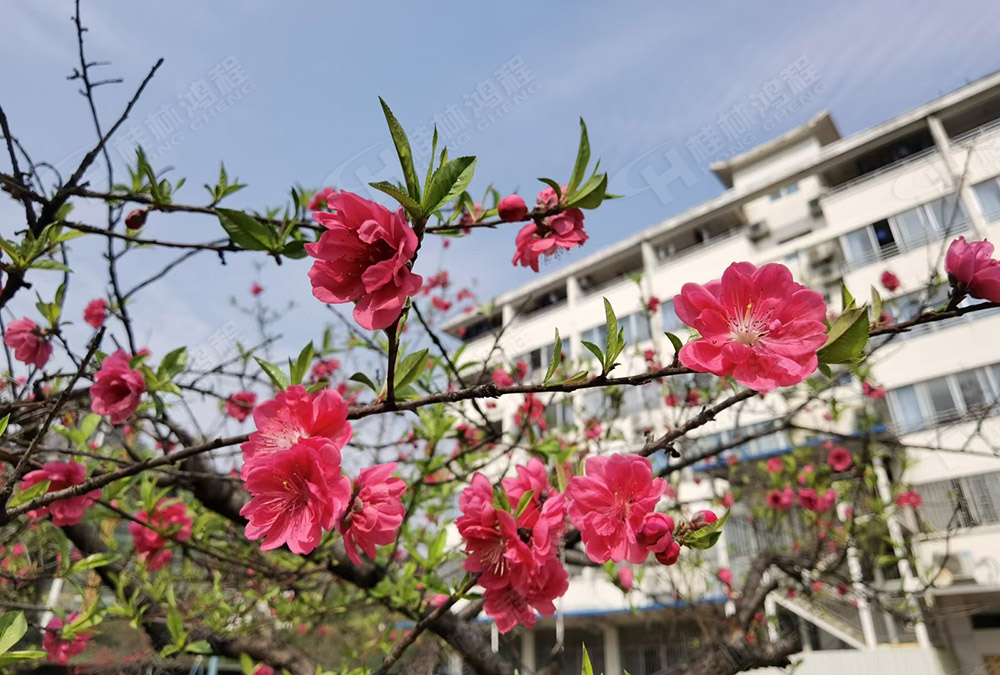 桂林鴻程花團(tuán)錦簇，滿園春色，邀您一起共賞春景，共商大計(jì)！